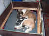 Addy pups 1ste dag.JPG (89510 bytes)